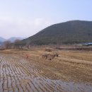 다산1리 | 삼괴정(경주 강동)