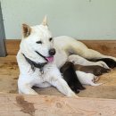 똑순이네 이미지