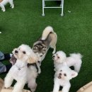 놀러오개 애견유치원 모충점 네이버블로그