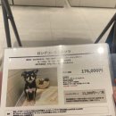 똥꼬 발랄 펫샵 이미지