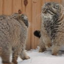 뚱실뚱실 근엄한 설원의 맹수, 팔라스캣(Pallas's Cat).gif 이미지