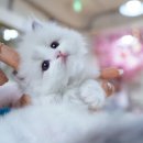 강남고양이분양캣프렌즈