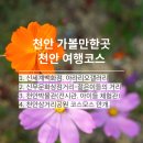 천안 가볼만한곳 당일치기 여행코스-천안박물관. 천안삼거리공원 코스모스 만개 이미지