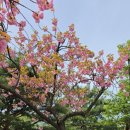 경희대학교 국제캠퍼스 테니스장1