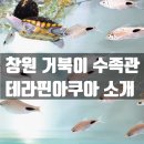 테라핀아쿠아