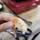 군산포차 | 군산 개코포차 노포 실비집 이모카세 메뉴 병치조림 후기