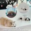 멍타쿠 이미지