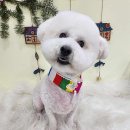 경산압량초등학교 | [꼬미] 경산 압량 애견미용 '체리콕콕'