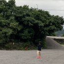 이정자농원 이미지