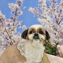 멍보드레 이미지