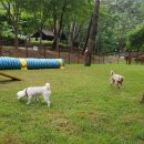 댕댕이 숲 이미지