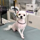 야옹아 멍멍해봐(봉명동) 이미지