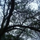 돌배황토 이미지