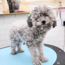 실버미용미장원 네이버블로그