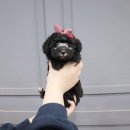 내품안의 반려견 김포점 이미지