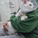 24시청주다옴동물의료센터 | <24시 청주다옴동물의료센터> 고양이 스케일링 발치비용 정리