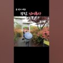 만발한 철쭉으로 아름답게 수를 놓은 강진 남미륵사 (드론영상) 이미지