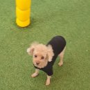 486독캠프 | 해외여행 중에도 안심! 부산 애견호텔 486독캠프 남구점 후기