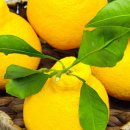 호근농장 이미지