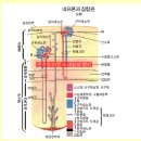 한의학 - 한의학에서 보는 신장 이미지