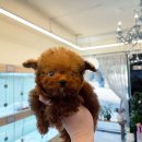 퍼피힐 강아지분양 이미지