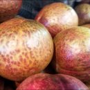 한국돈까스 이미지