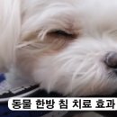 쿨펫 양·한방 동물병원 | 동물 병원 반려동물 한방 침 치료 효과 궁금증