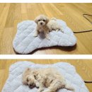 (주)조은메디칼 이미지