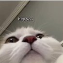 HEY