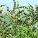 靑春-마음으로 하나 이미지