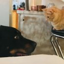 안산동물약국 이미지