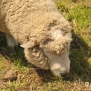 성골목장 이미지