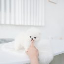 행복한펫샵 이미지