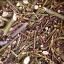 벌나무 2000년 10월 27일 한국자원식물학회 국제학술발표대회에서 발표한 논문 中. 이미지