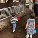 남원읍-10 | 제주 동쪽 남쪽 아이랑 가볼만한곳 최남단 감귤농장 솔직후기 (+할인팁)