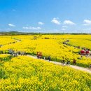 축제로 만나는 부여 여행 | 전국노래자랑과 함께하는! 2026 부여세도 방울토마토 유채꽃축제 여행코스