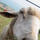 억척목장 이미지