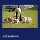 멍뛰멍 | 파주애견카페추천 뛰뛰멍 애견운동장&amp;카페 넓은 천연잔디 주차 편리