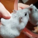 코델리아 이미지