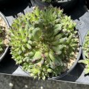 바위 솔 이미지