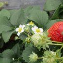 솔향기영농조합법인 이미지