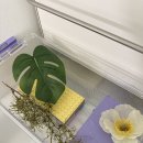 [내돈내산 도마뱀사육장] 크레스티드게코 조이클린 사육장 후기