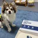 보조기전 | 강아지 허리디스크 수술 후 은해펫 척추보조기 착용 후기🐶