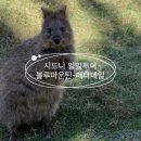 (주)투어웨이 | [🇦🇺시드니] 블루마운틴&amp;페더데일 동물원 :: 지그재그 일일 데이투어