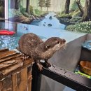 수달앤쥬 이미지