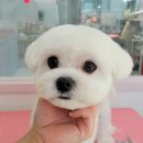 그루밍_light 이미지