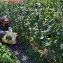 아지매국수 이미지