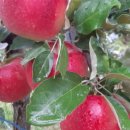 토고미농장 이미지