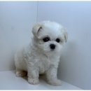 도그도그펫 이미지