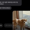 몽실 | 배곧애견미용 - 몽실뜰 솔직 후기! 스트레스 없는 통창 배곧애견미용실